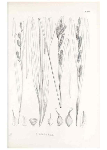 Reproducción/Reproduction 48683349886: Illustrations of the genus Carex. London :William Pamplin,1858-1867.. 