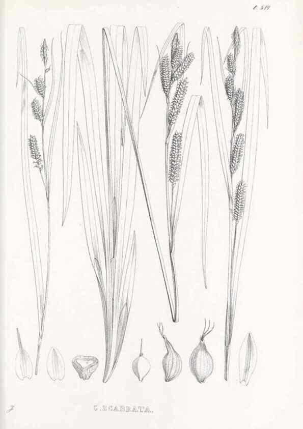 Reproducción/Reproduction 48683349886: Illustrations of the genus Carex. London :William Pamplin,1858-1867.. 