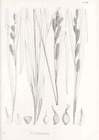 Reproducción/Reproduction 48683349886: Illustrations of the genus Carex. London :William Pamplin,1858-1867.. 