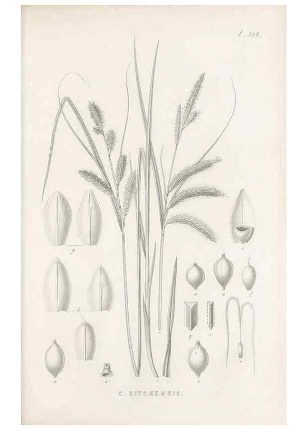 Reproducción/Reproduction 48683350271: Illustrations of the genus Carex. London :William Pamplin,1858-1867.. 