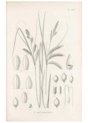 Reproducción/Reproduction 48683350271: Illustrations of the genus Carex. London :William Pamplin,1858-1867.. 