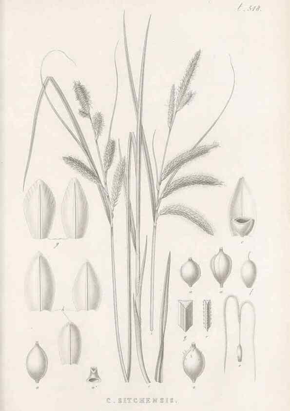 Reproducción/Reproduction 48683350271: Illustrations of the genus Carex. London :William Pamplin,1858-1867.. 