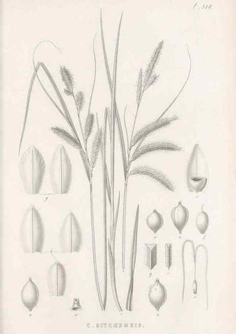 Reproducción/Reproduction 48683350271: Illustrations of the genus Carex. London :William Pamplin,1858-1867.. 