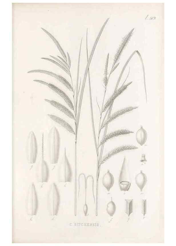 Reproducción/Reproduction 48683010888: Illustrations of the genus Carex. London :William Pamplin,1858-1867.. 
