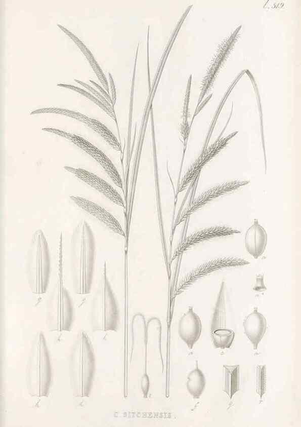 Reproducción/Reproduction 48683010888: Illustrations of the genus Carex. London :William Pamplin,1858-1867.. 