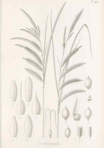 Reproducción/Reproduction 48683010888: Illustrations of the genus Carex. London :William Pamplin,1858-1867.. 