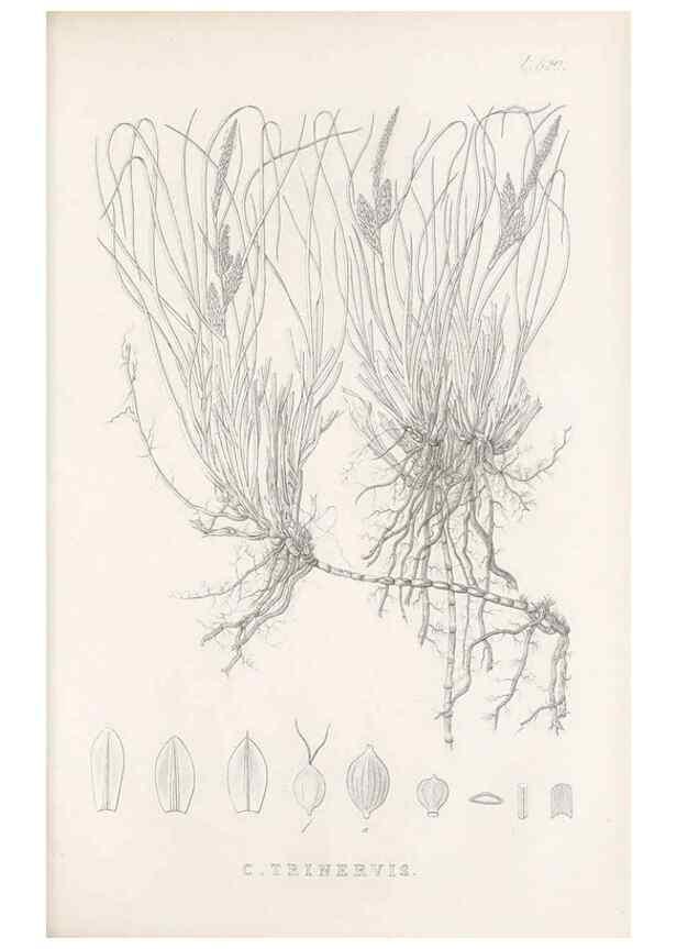 Reproducción/Reproduction 48683526782: Illustrations of the genus Carex. London :William Pamplin,1858-1867.. 