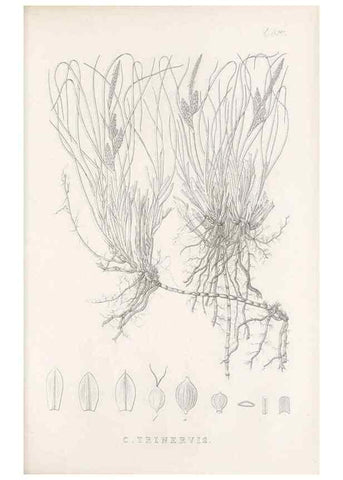 Reproducción/Reproduction 48683526782: Illustrations of the genus Carex. London :William Pamplin,1858-1867.. 