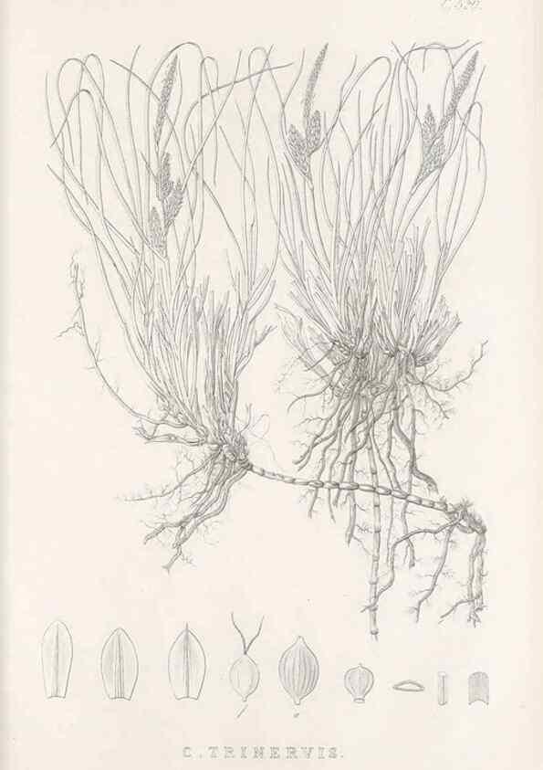Reproducción/Reproduction 48683526782: Illustrations of the genus Carex. London :William Pamplin,1858-1867.. 