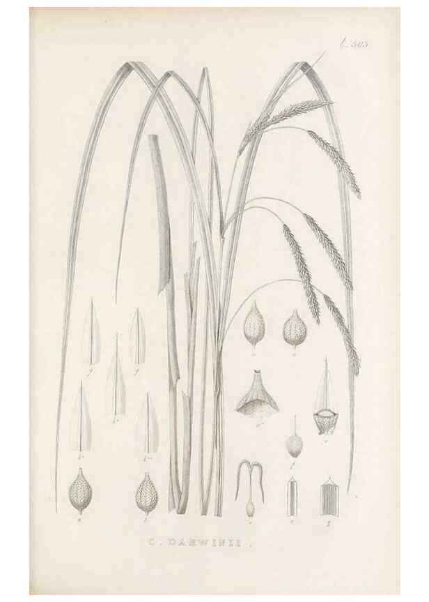 Reproducción/Reproduction 48683006408: Illustrations of the genus Carex. London :William Pamplin,1858-1867.. 