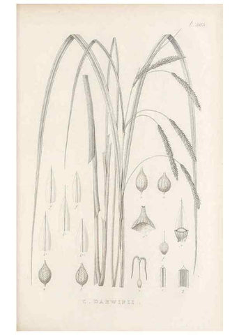 Reproducción/Reproduction 48683006408: Illustrations of the genus Carex. London :William Pamplin,1858-1867.. 