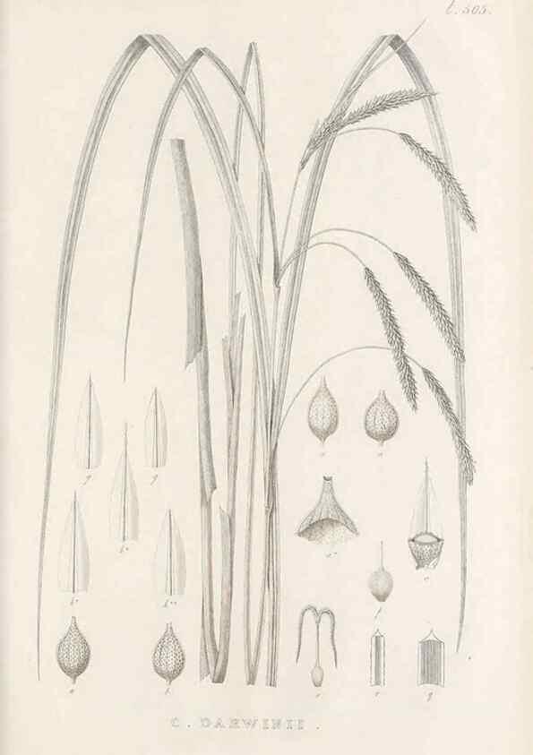 Reproducción/Reproduction 48683006408: Illustrations of the genus Carex. London :William Pamplin,1858-1867.. 