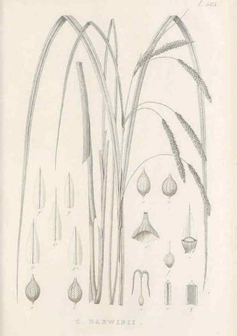 Reproducción/Reproduction 48683006408: Illustrations of the genus Carex. London :William Pamplin,1858-1867.. 