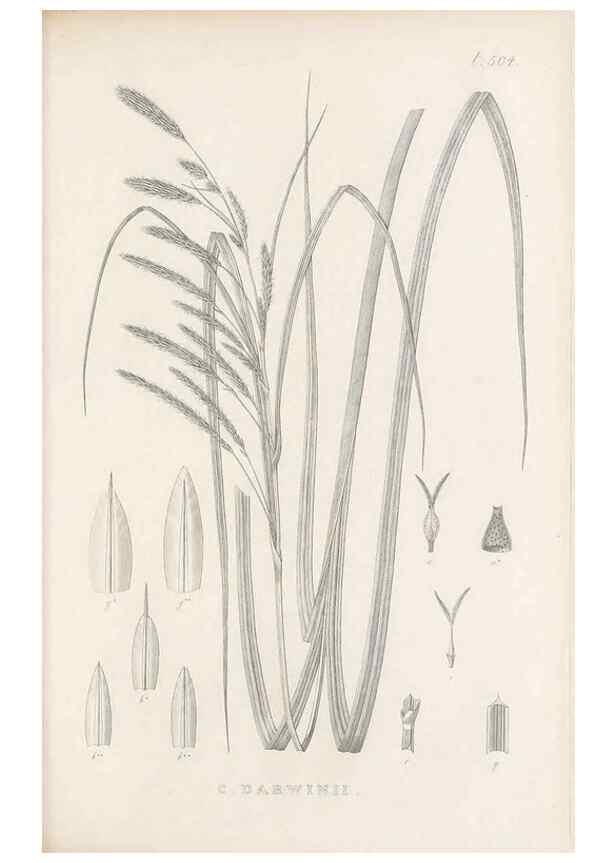 Reproducción/Reproduction 48683006128: Illustrations of the genus Carex. London :William Pamplin,1858-1867.. 
