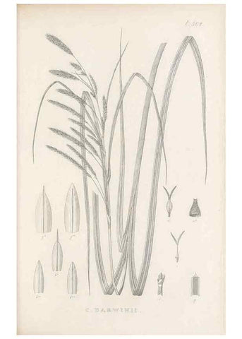 Reproducción/Reproduction 48683006128: Illustrations of the genus Carex. London :William Pamplin,1858-1867.. 