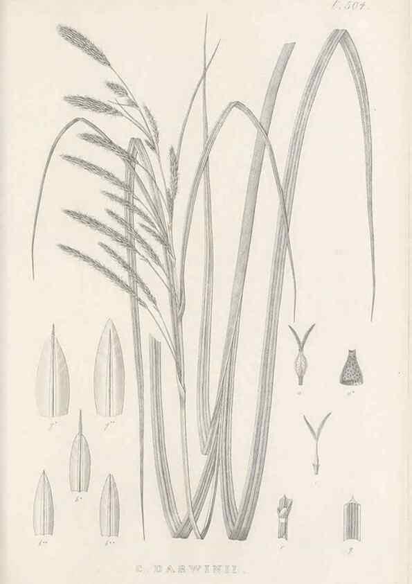 Reproducción/Reproduction 48683006128: Illustrations of the genus Carex. London :William Pamplin,1858-1867.. 