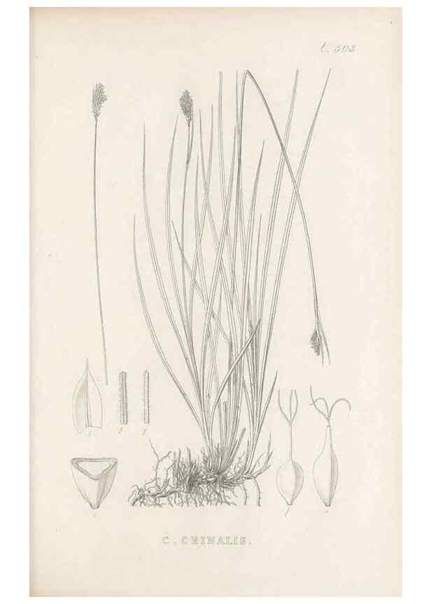 Reproducción/Reproduction 48683345516: Illustrations of the genus Carex. London :William Pamplin,1858-1867.. 