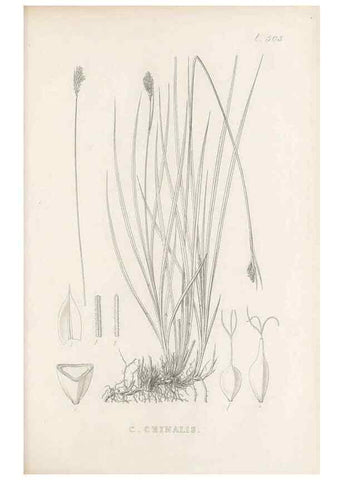 Reproducción/Reproduction 48683345516: Illustrations of the genus Carex. London :William Pamplin,1858-1867.. 