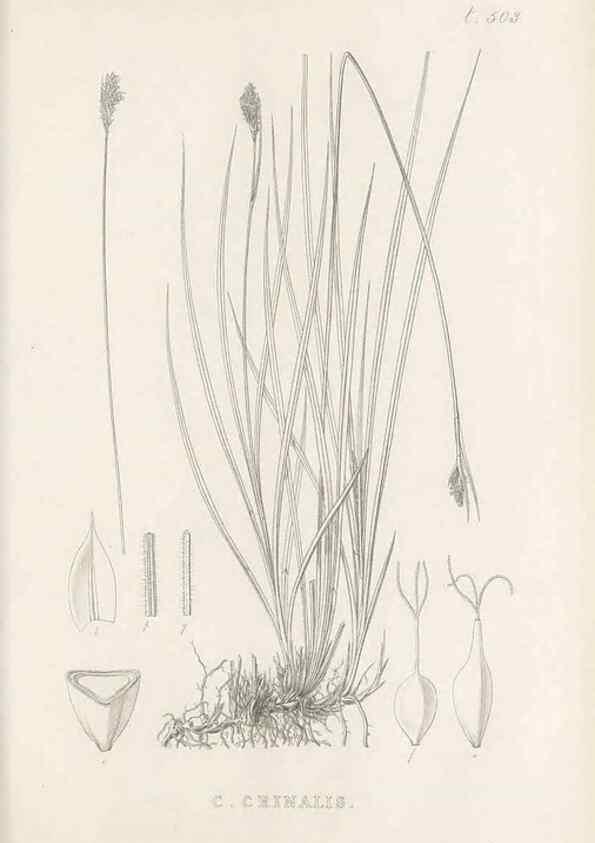 Reproducción/Reproduction 48683345516: Illustrations of the genus Carex. London :William Pamplin,1858-1867.. 