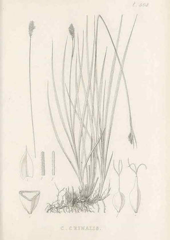 Reproducción/Reproduction 48683345516: Illustrations of the genus Carex. London :William Pamplin,1858-1867.. 