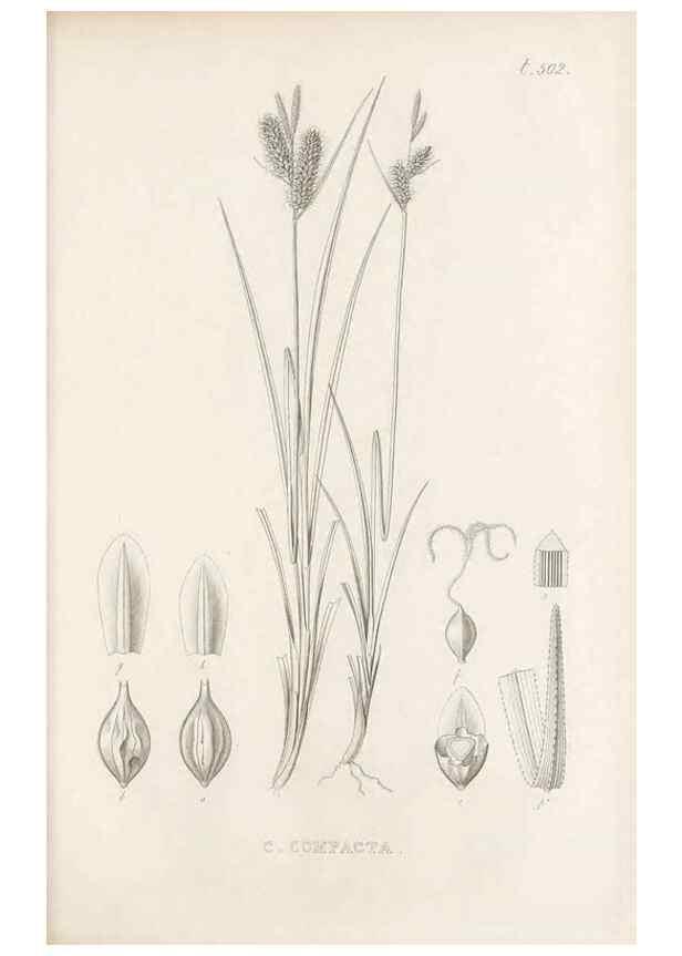 Reproducción/Reproduction 48683520692: Illustrations of the genus Carex. London :William Pamplin,1858-1867.. 