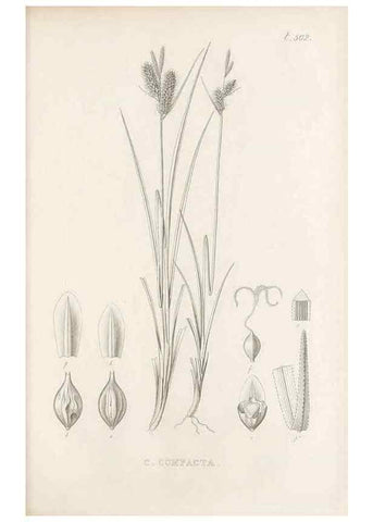 Reproducción/Reproduction 48683520692: Illustrations of the genus Carex. London :William Pamplin,1858-1867.. 