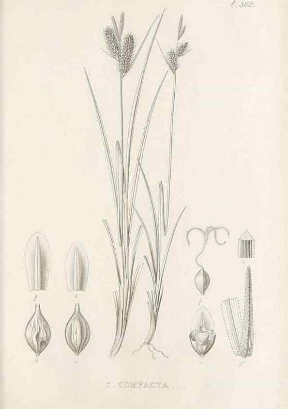Reproducción/Reproduction 48683520692: Illustrations of the genus Carex. London :William Pamplin,1858-1867.. 
