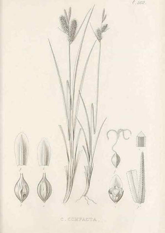 Reproducción/Reproduction 48683520692: Illustrations of the genus Carex. London :William Pamplin,1858-1867.. 