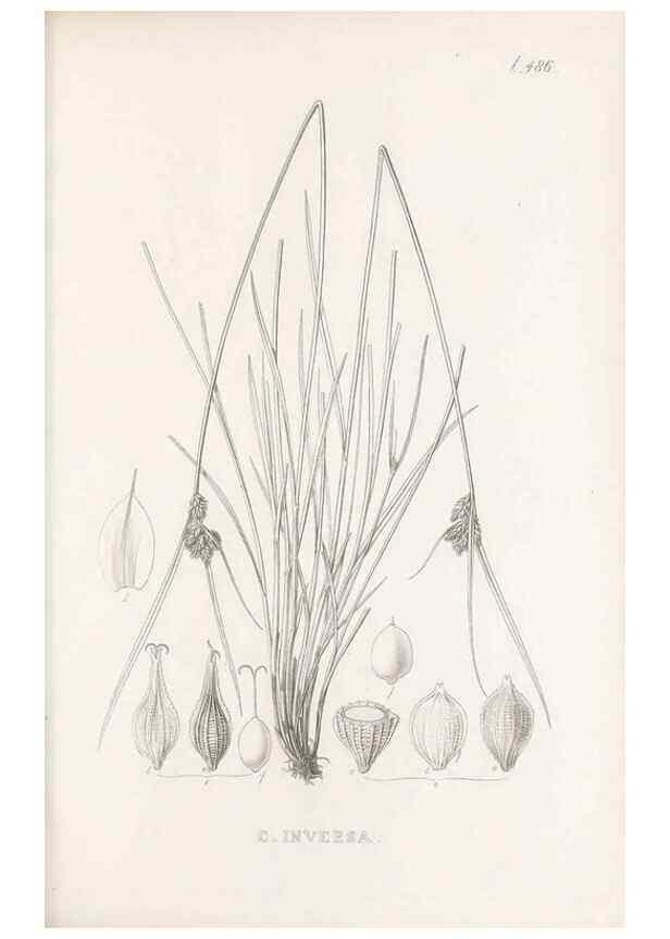 Reproducción/Reproduction 48683000773: Illustrations of the genus Carex. London :William Pamplin,1858-1867.. 