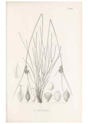 Reproducción/Reproduction 48683000773: Illustrations of the genus Carex. London :William Pamplin,1858-1867.. 