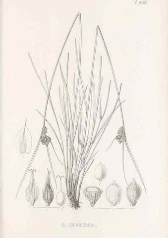 Reproducción/Reproduction 48683000773: Illustrations of the genus Carex. London :William Pamplin,1858-1867.. 