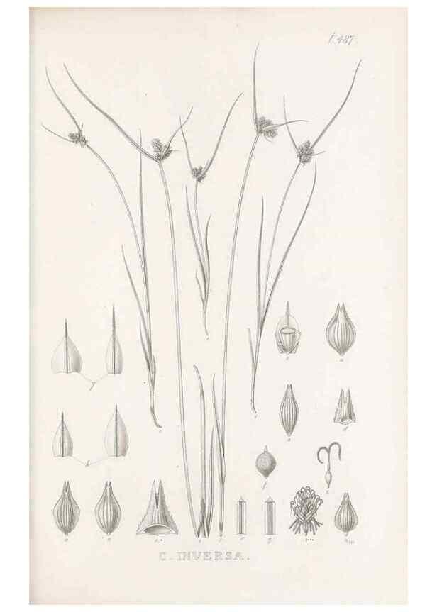 Reproducción/Reproduction 48683516347: Illustrations of the genus Carex. London :William Pamplin,1858-1867.. 