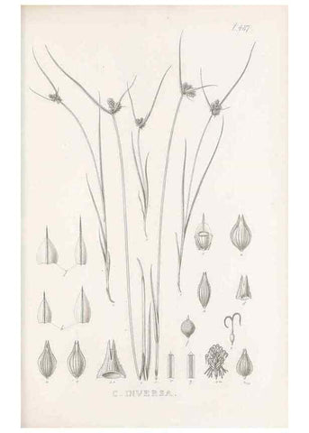 Reproducción/Reproduction 48683516347: Illustrations of the genus Carex. London :William Pamplin,1858-1867.. 