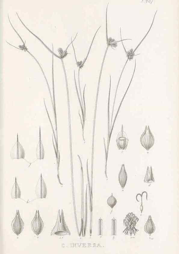 Reproducción/Reproduction 48683516347: Illustrations of the genus Carex. London :William Pamplin,1858-1867.. 