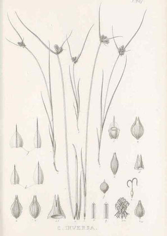 Reproducción/Reproduction 48683516347: Illustrations of the genus Carex. London :William Pamplin,1858-1867.. 
