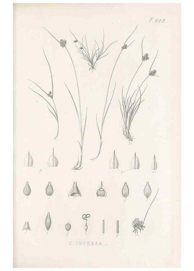 Reproducción/Reproduction 48683340691: Illustrations of the genus Carex. London :William Pamplin,1858-1867.. 