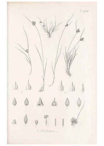 Reproducción/Reproduction 48683340691: Illustrations of the genus Carex. London :William Pamplin,1858-1867.. 