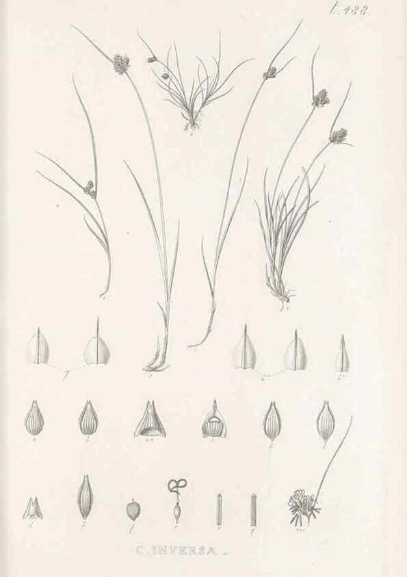 Reproducción/Reproduction 48683340691: Illustrations of the genus Carex. London :William Pamplin,1858-1867.. 