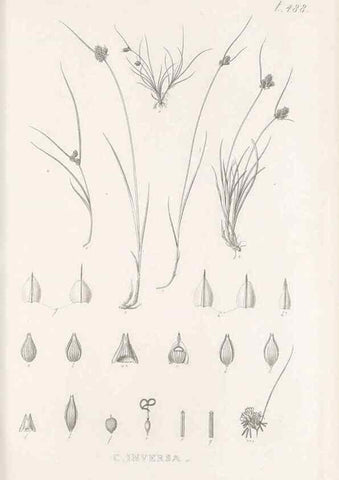 Reproducción/Reproduction 48683340691: Illustrations of the genus Carex. London :William Pamplin,1858-1867.. 