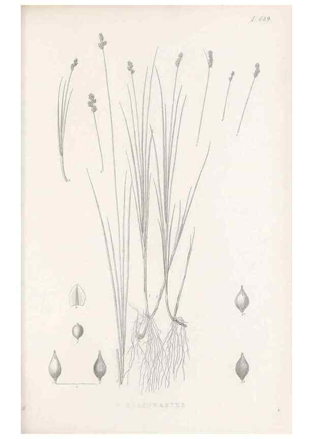 Reproducción/Reproduction 48683001653: Illustrations of the genus Carex. London :William Pamplin,1858-1867.. 
