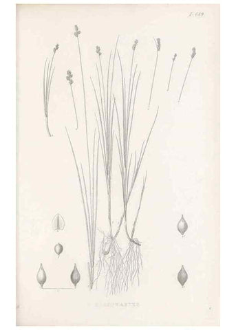 Reproducción/Reproduction 48683001653: Illustrations of the genus Carex. London :William Pamplin,1858-1867.. 