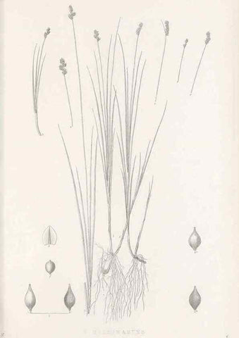 Reproducción/Reproduction 48683001653: Illustrations of the genus Carex. London :William Pamplin,1858-1867.. 