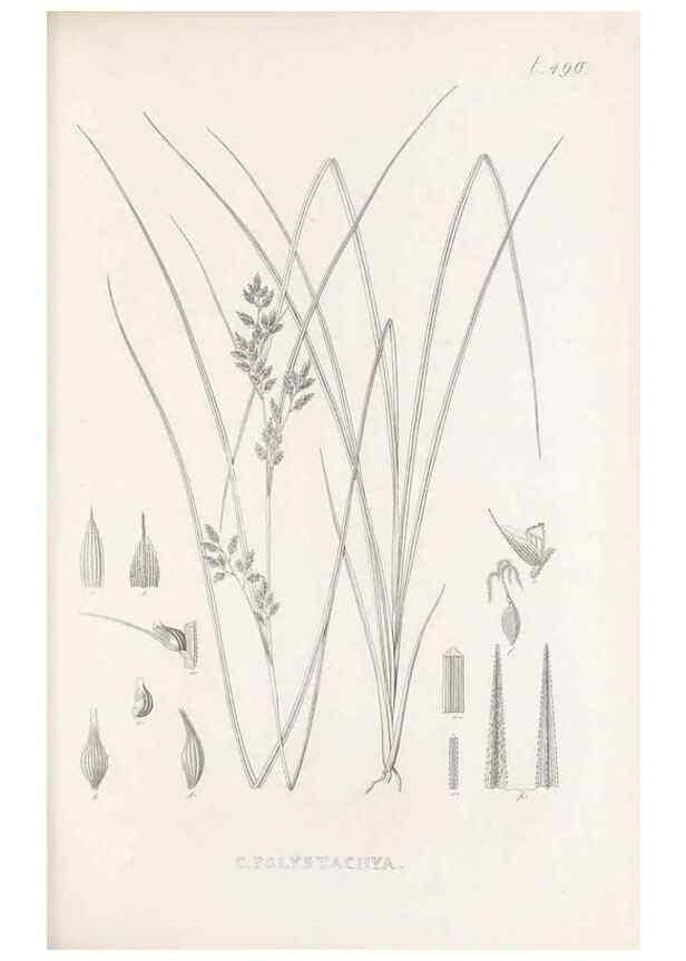 Reproducción/Reproduction 48683001948: Illustrations of the genus Carex. London :William Pamplin,1858-1867.. 
