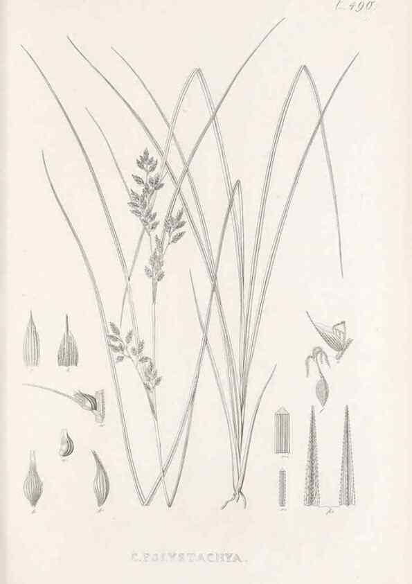 Reproducción/Reproduction 48683001948: Illustrations of the genus Carex. London :William Pamplin,1858-1867.. 