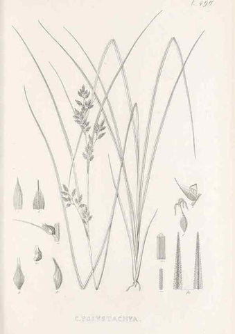 Reproducción/Reproduction 48683001948: Illustrations of the genus Carex. London :William Pamplin,1858-1867.. 
