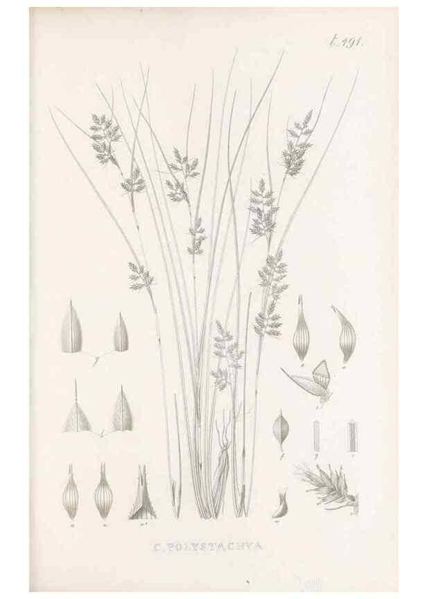 Reproducción/Reproduction 48683341771: Illustrations of the genus Carex. London :William Pamplin,1858-1867.. 