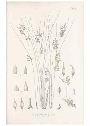 Reproducción/Reproduction 48683341771: Illustrations of the genus Carex. London :William Pamplin,1858-1867.. 