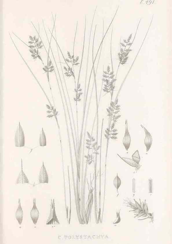 Reproducción/Reproduction 48683341771: Illustrations of the genus Carex. London :William Pamplin,1858-1867.. 