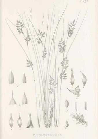 Reproducción/Reproduction 48683341771: Illustrations of the genus Carex. London :William Pamplin,1858-1867.. 