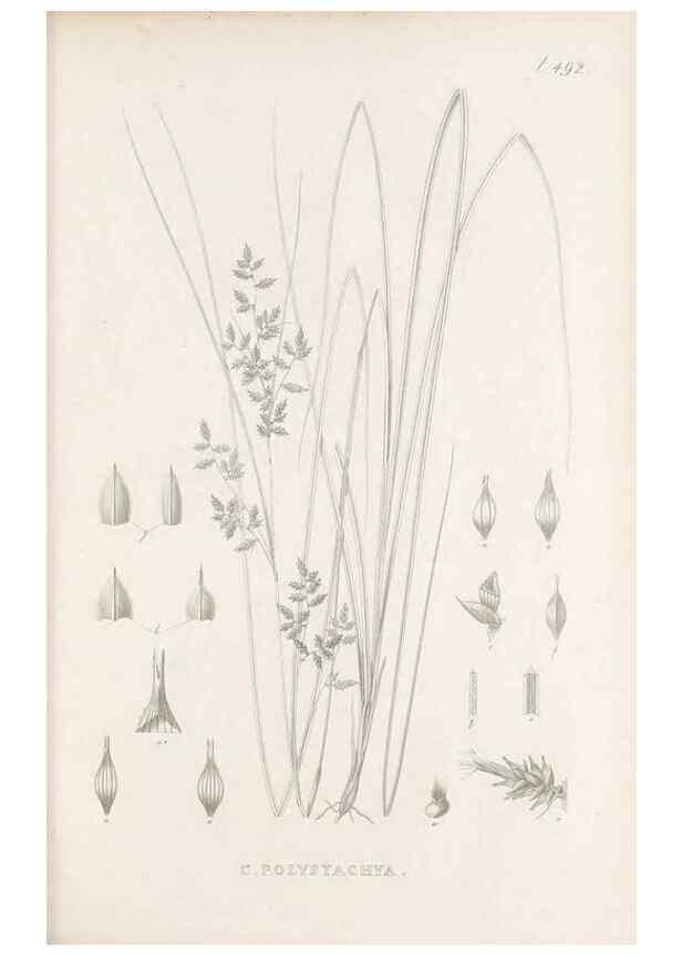 Reproducción/Reproduction 48683342076: Illustrations of the genus Carex. London :William Pamplin,1858-1867.. 